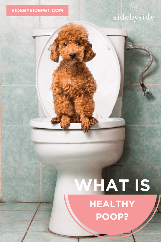 What Is Healthy Poop