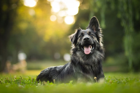 healthy dog