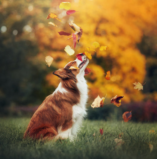 Are Your Pets Prepared for the Fall? A Veterinarian’s Top Tips to Avoid Pet Emergencies this Season