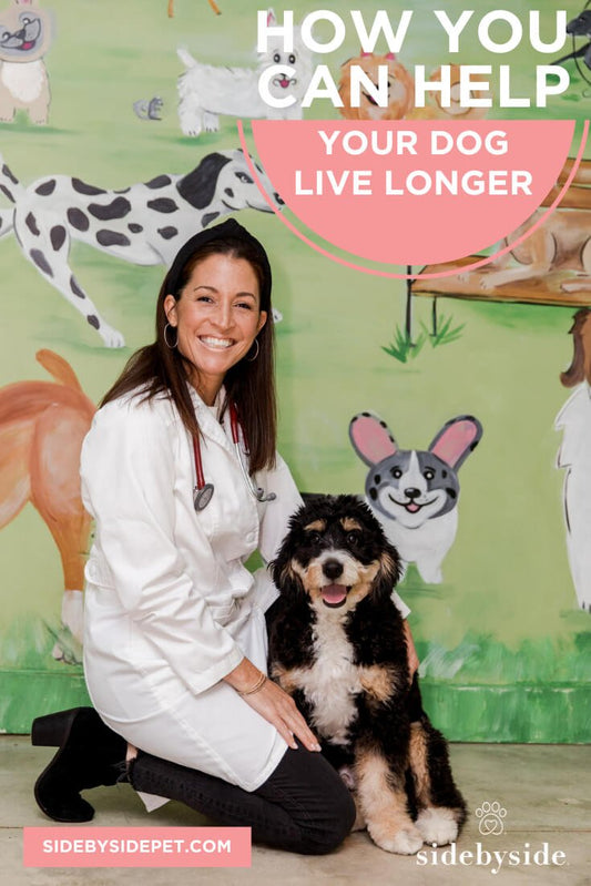 How Your Can Help Your Dog Live Longer