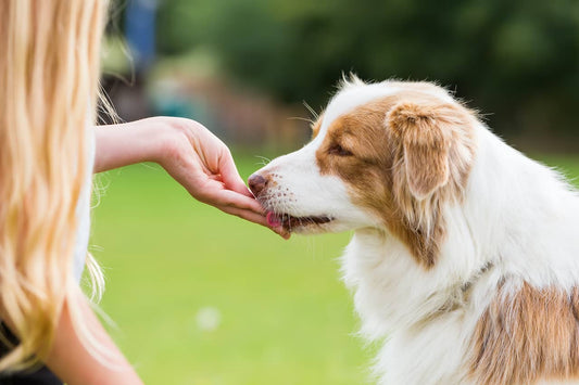 What Are the Healthiest Dog Treats: 7 Factors to Look For