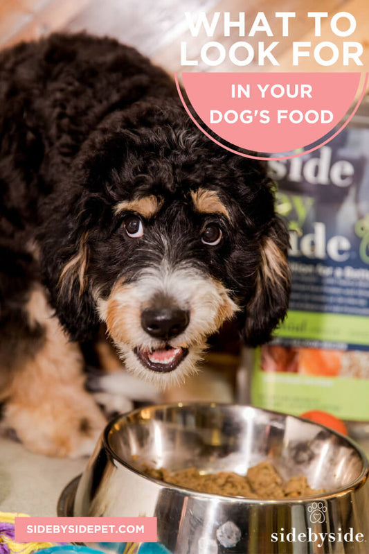What To Look For In Your Dog's Food