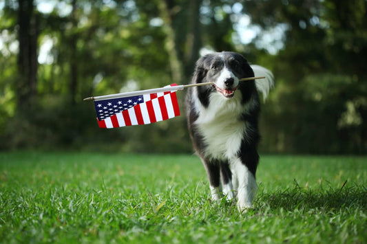 Why Dog Food “Made in the USA” Matters
