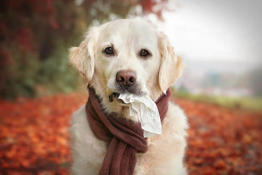 dog seasonal allergies home remedies