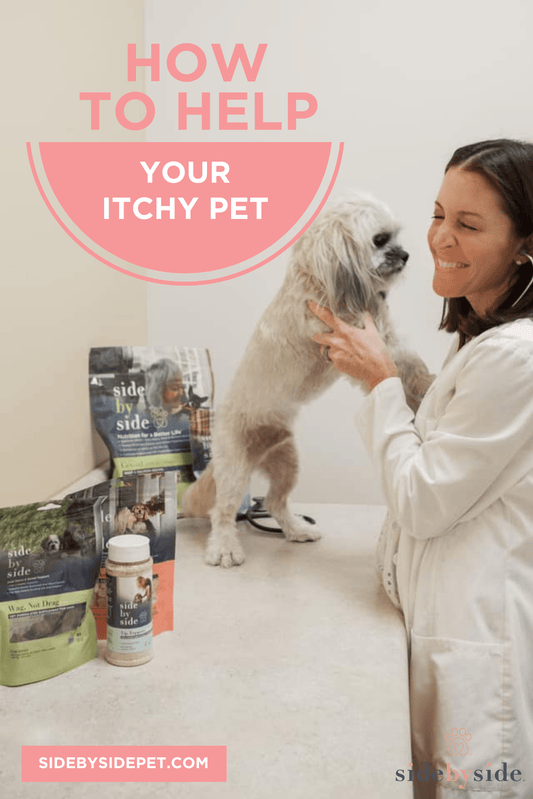 How to Help Your Itchy Pet – Dealing With Environmental Allergies