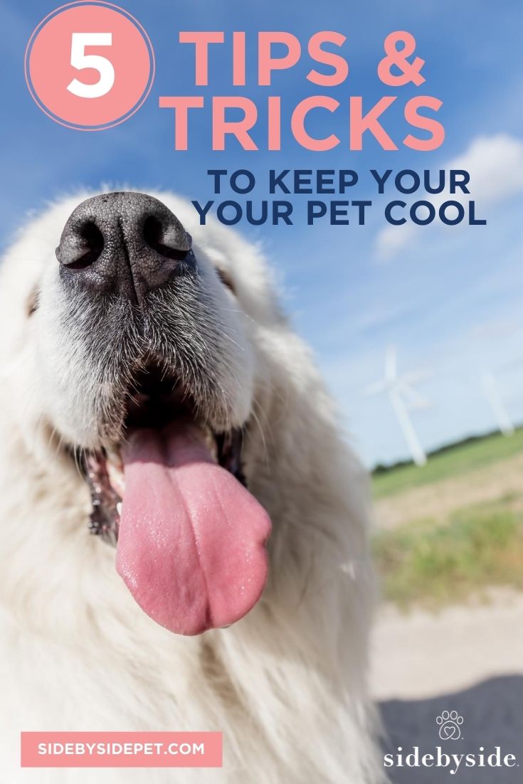How To Cool Down Your Dog