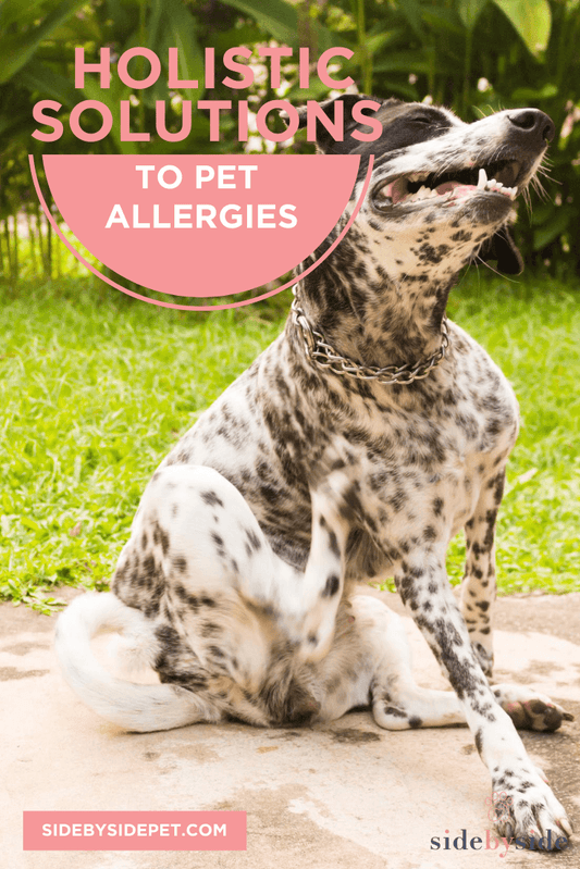 Holistic Solutions To Pet Allergies