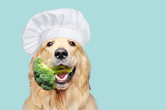 Whole Food Diet for Dogs? 12 Foods to Include