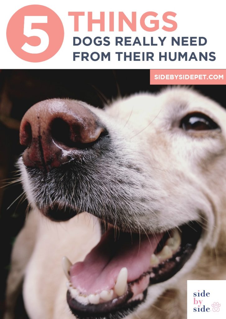 Humans Need Dogs 5 Things Dogs REALLY Need From Their Humans – Side by Side Pet