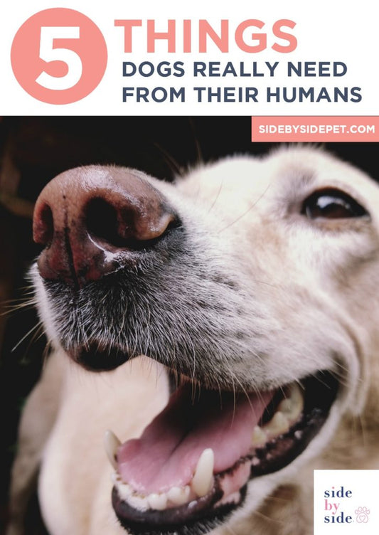 5 Things Dogs REALLY Need From Their Humans