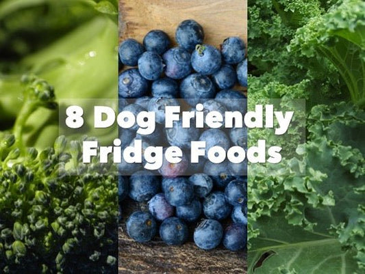 8 Dog Friendly Fridge Foods