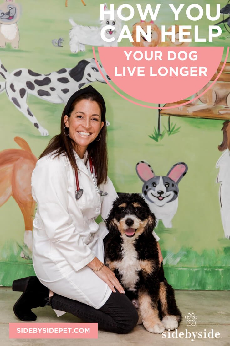 How To Help Your Dog Live Longer
