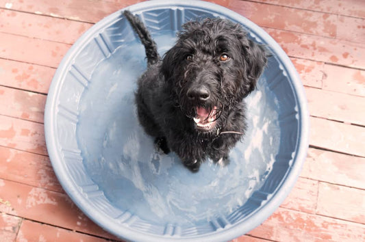 How to Keep Your Dog Cool (and Chill) in the Summer Heat