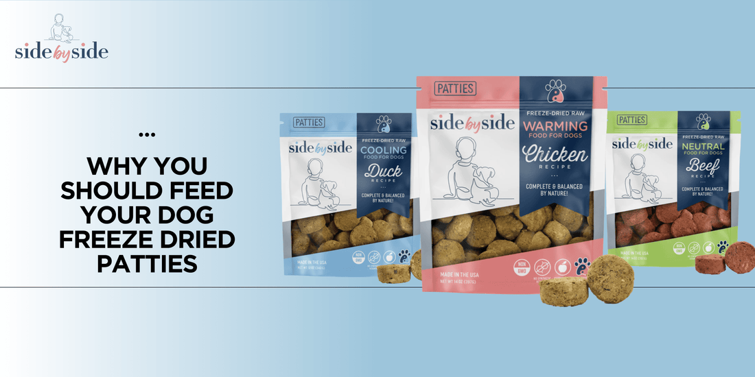 Why You Should Feed Your Dog Freeze Dried Patties