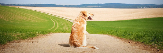 A Vet’s Top Summer Tips for Pet Owners
